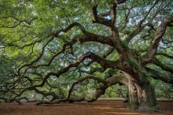 Sonstige Acrylglasbild FASZINATION BAUM