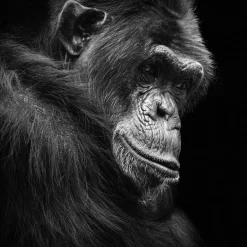 Sonstige Acrylglasbild SCHIMPANSE