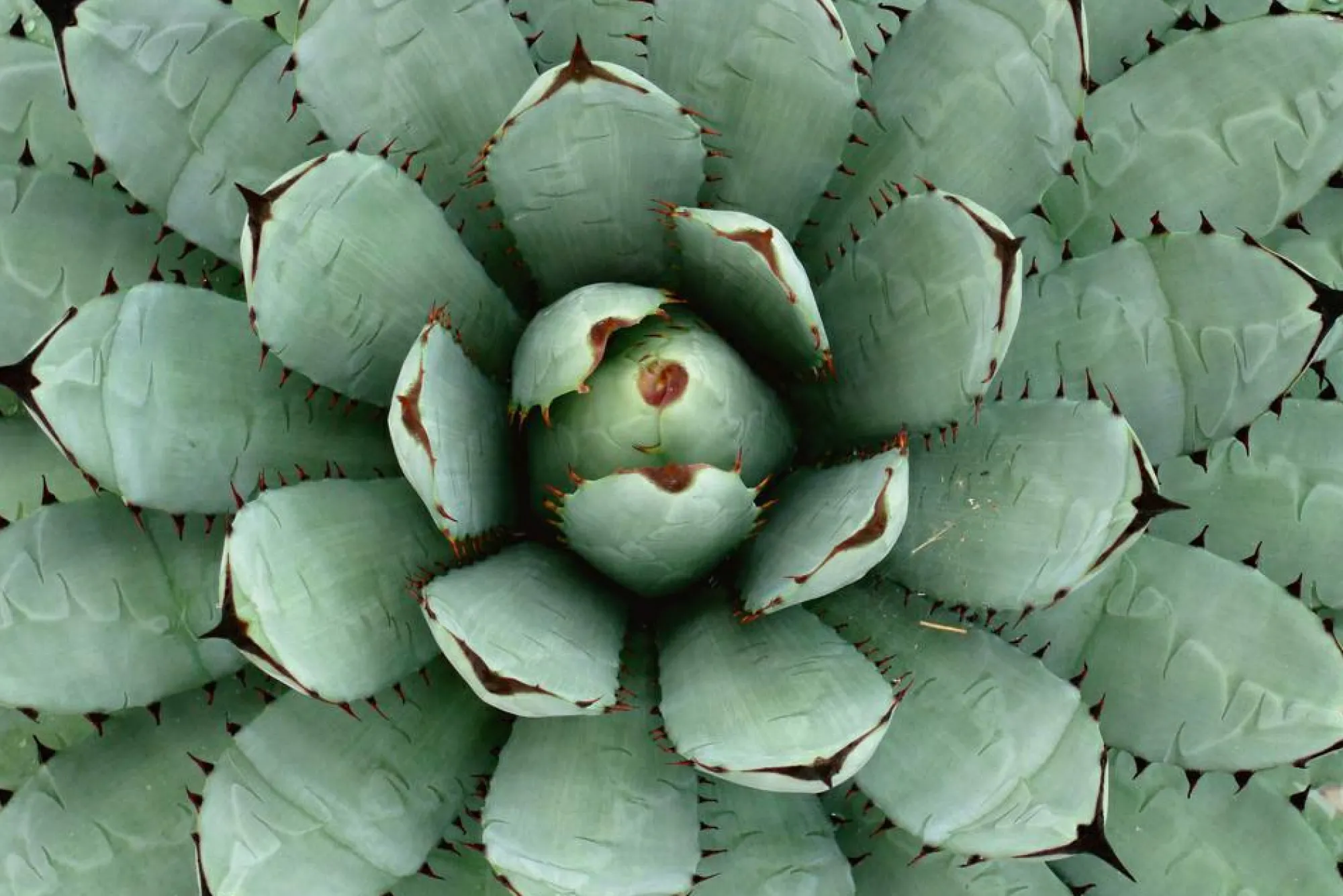 Sonstige Akustikbild AGAVE