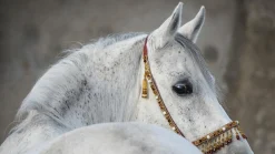 Clearance Sonstige Akustikbild ARABER HENGST