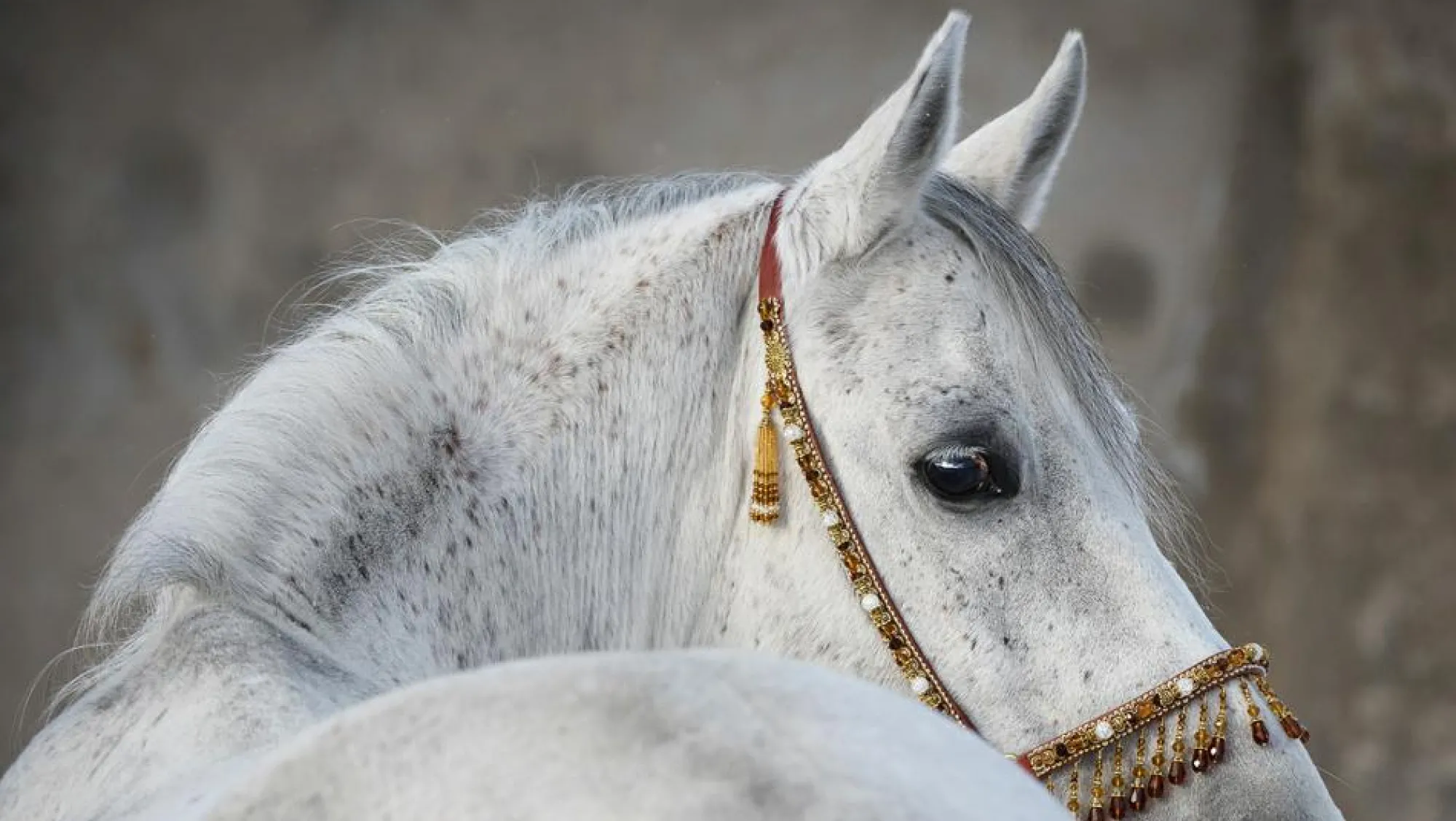 Clearance Sonstige Akustikbild ARABER HENGST