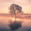 Clearance Sonstige Akustikbild BAUM