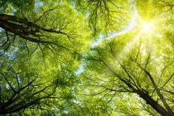 Sonstige Akustikbild BAUMKRONE 3