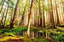 Sonstige Akustikbild BAUMSTÄMME
