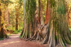 Outlet Sonstige Akustikbild BAUMWURZEL