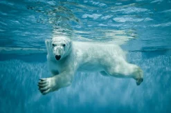 Hot Sonstige Akustikbild EISBÄR