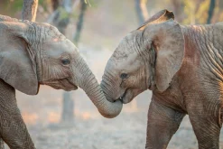 Best Sonstige Akustikbild ELEFANTENKINDER