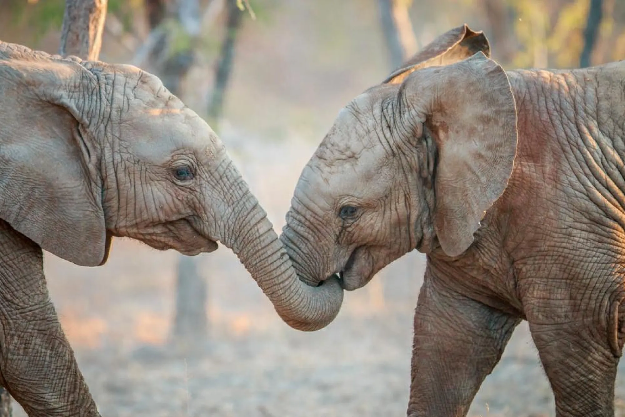 Best Sonstige Akustikbild ELEFANTENKINDER