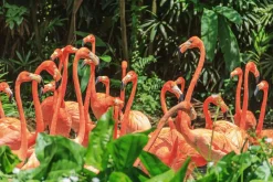 Sonstige Akustikbild FLAMINGO