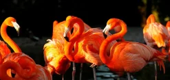 Clearance Sonstige Akustikbild FLAMINGOS