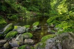 Sonstige Akustikbild FLUßLAUF IM WALD 3