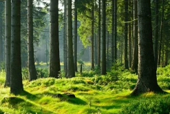 Sonstige Akustikbild HOCHWALD