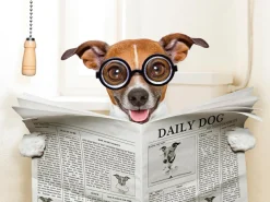 Best Sonstige Akustikbild HUND MIT ZEITUNG