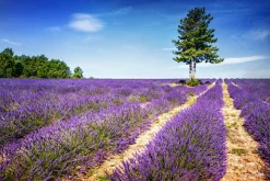 Discount Sonstige Akustikbild LAVENDELFELD 2