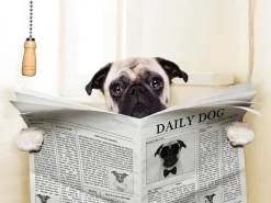 New Sonstige Akustikbild MOPS MIT ZEITUNG