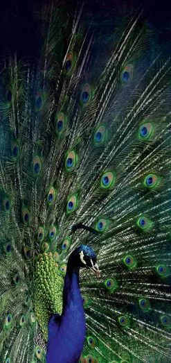 Sonstige Akustikbild PFAU