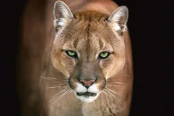 Sonstige Akustikbild PUMA