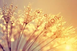 Sonstige Akustikbild PUSTEBLUME