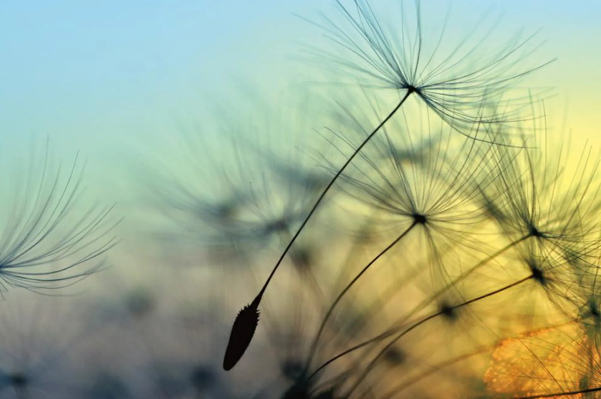 Sonstige Akustikbild PUSTEBLUME 1