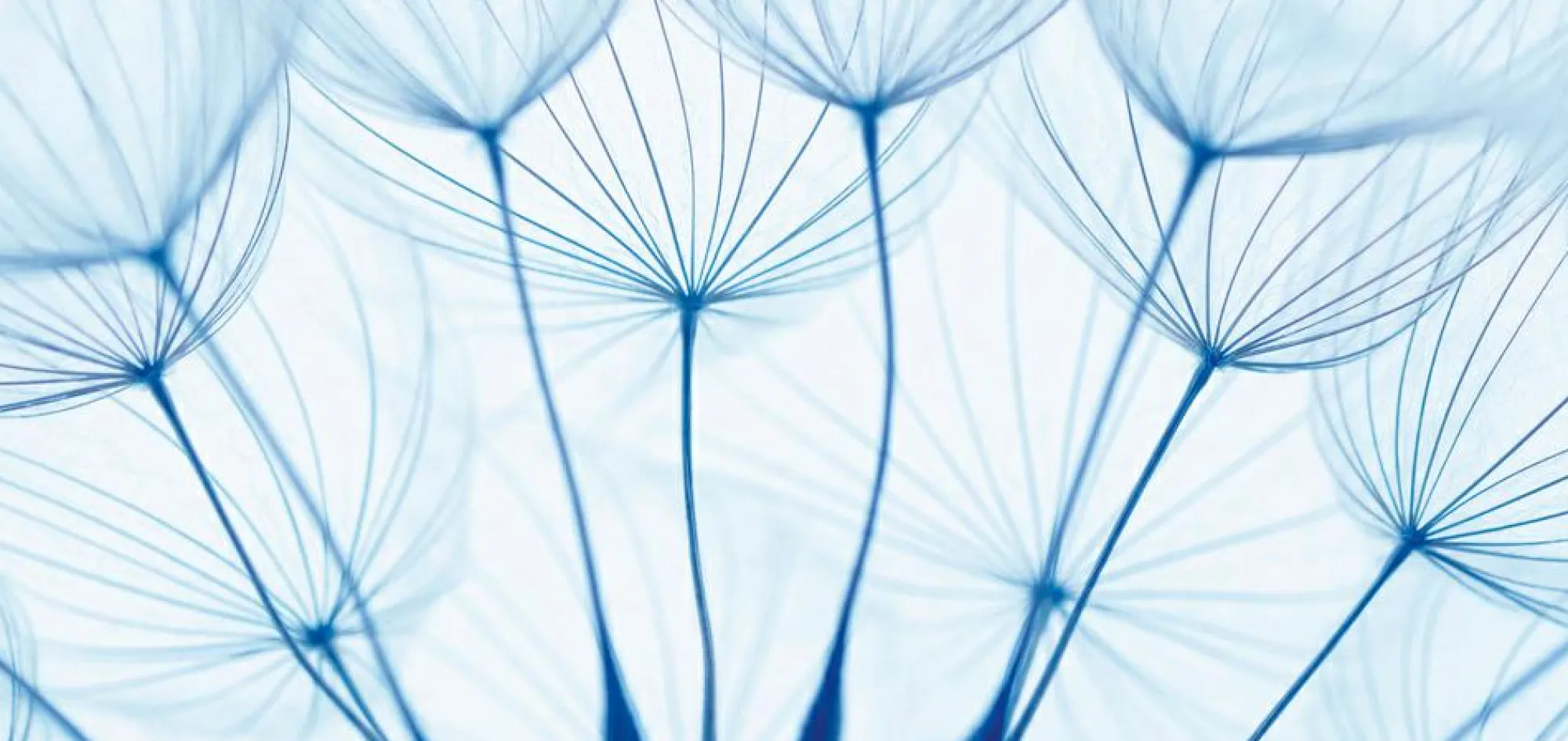 Sonstige Akustikbild PUSTEBLUMEN