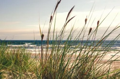 Sonstige Akustikbild SEEGRAS