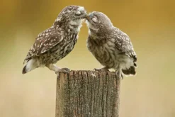 Online Sonstige Akustikbild VERLIEBTE KÄUZCHEN