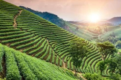 Outlet Sonstige Akustikbild WEINBERGE