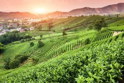Sonstige Akustikbild WEINBERGE