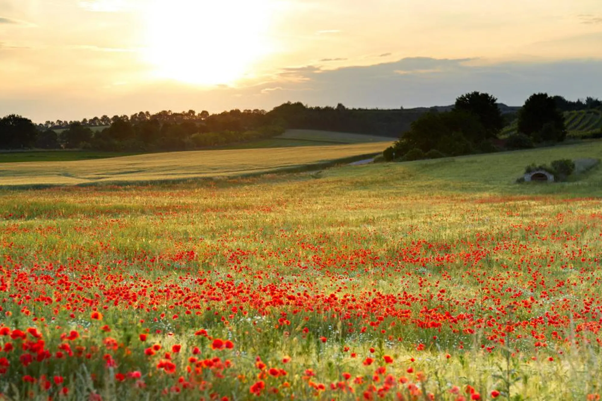 Outlet Sonstige Akustikbild WIESE MIT MOHN