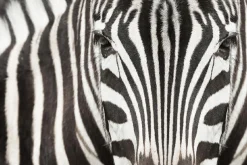 Sonstige Akustikbild ZEBRA
