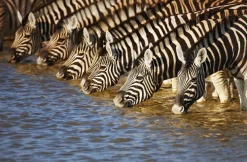 Online Sonstige Akustikbild ZEBRAS AM FLUß