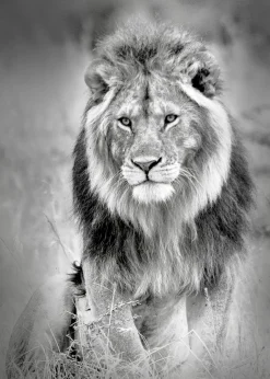 New PRO ART Aludibondbild LION HEADS III