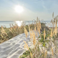 PRO ART Aludibondbild LOOK