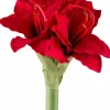 Clearance GASPER Amaryllis