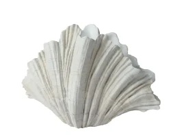 Sonstige Übertopf MUSCHEL