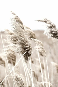 Discount Sonstige Decopanel PAMPASGRAS