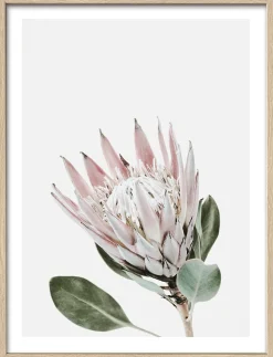 Sale PRO ART Gerahmtes Bild KING PROTEA