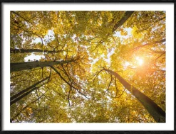 PRO ART Gerahmtes Bild SUNSHINE IN THE