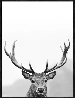 Sale PRO ART Gerahmtes-Bild GREY DEER HEAD