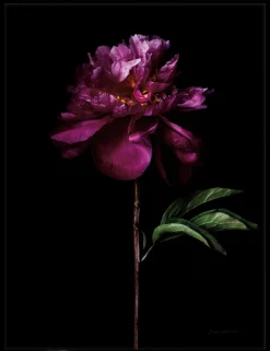 Sonstige Gerahmtes-Bild PEONY PORTRAIT