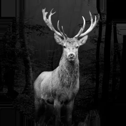 Online PRO ART Glasbild GREY DEER HEAD