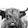 PRO ART Glasbild HIGHLAND CATTLE