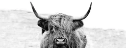 PRO ART Glasbild HIGHLAND CATTLE