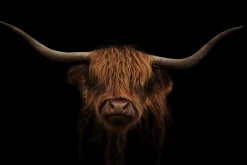 Sonstige Glasbild HOCHLAND RIND