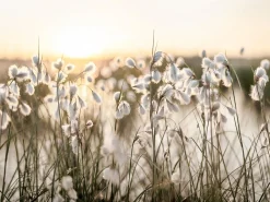 PRO ART Keilrahmenbild