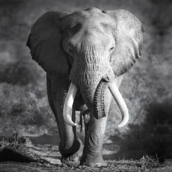 PRO ART Keilrahmenbild ELEPHANT HEAD