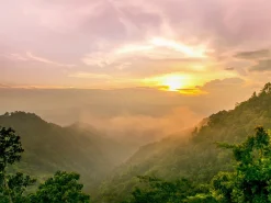 PRO ART Keilrahmenbild JUNGLE I