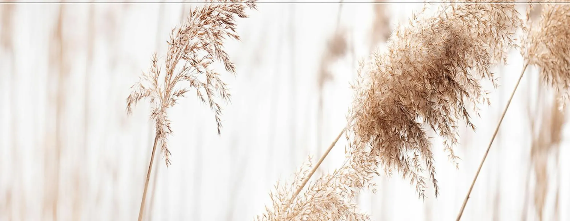 Sonstige Keilrahmenbild PAMPASGRAS