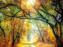 PRO ART Keilrahmenbild SUNSHINE FOREST