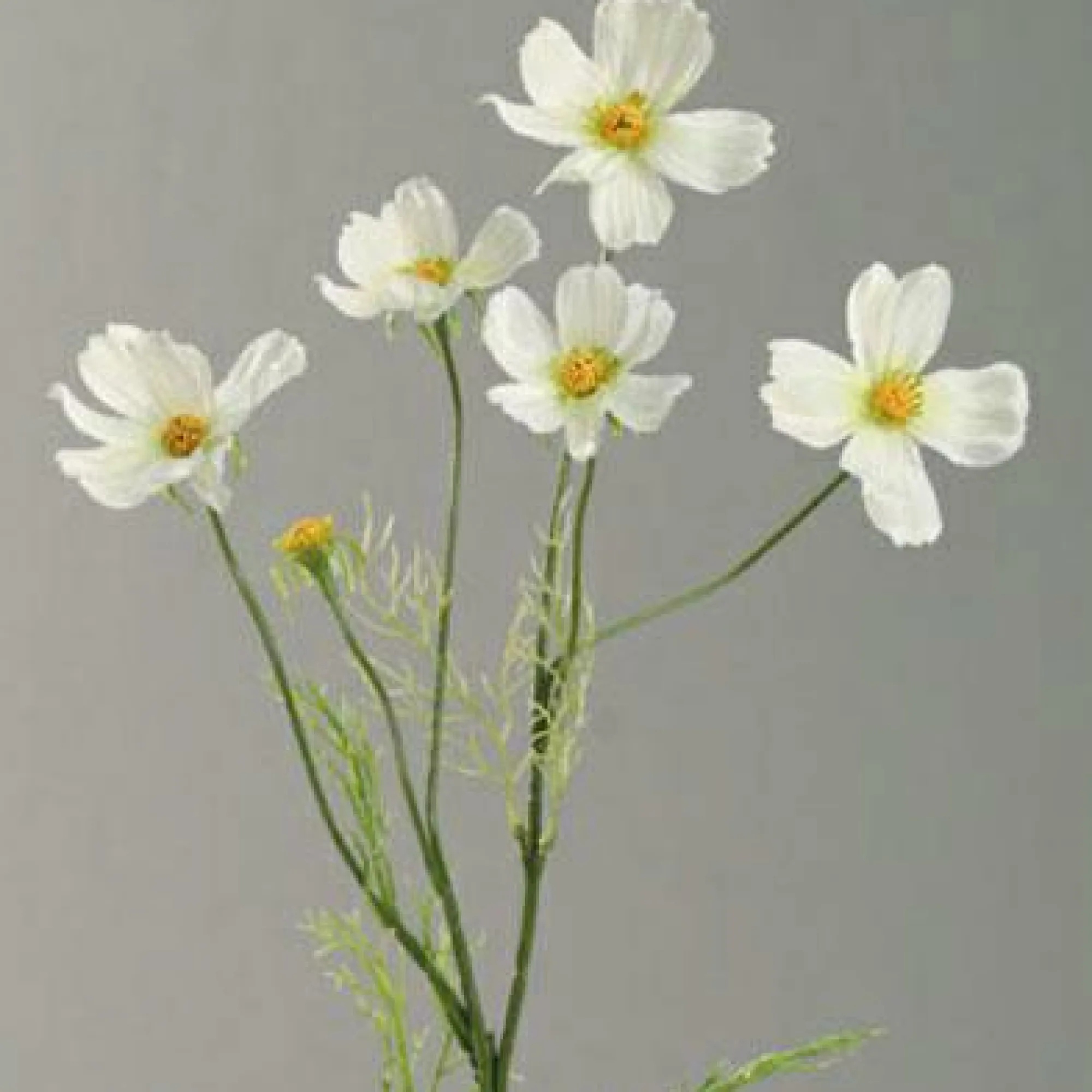 DPI Kunstblume COSMEA